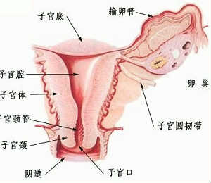 子宫肌瘤症状