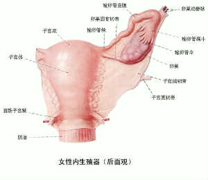 卵巢早衰