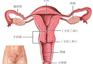 霉菌性阴道炎容易复发