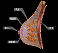 急性乳腺炎的病因有哪些