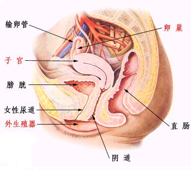 女性滴虫性阴道炎危害