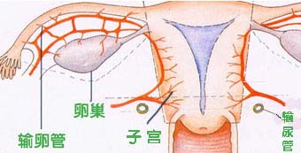 慢性附件炎对女性有什么危害