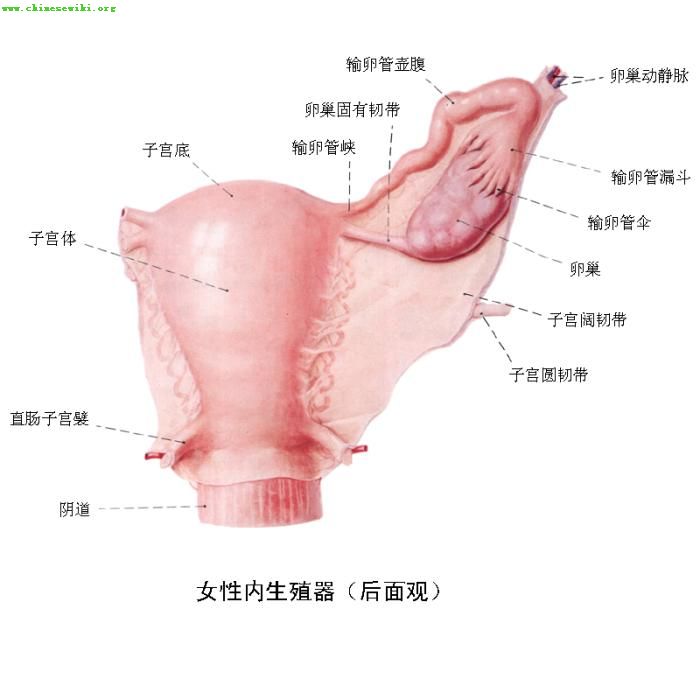 卵巢囊肿会引起内分泌失调