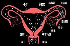 内分泌失调的诊断方法